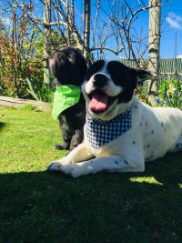 Bandanas