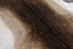 Fallow deer skin