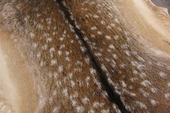 Fallow deer skin