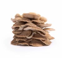 Grey oyster mushrooms