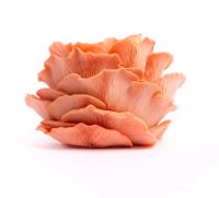 Pink oyster mushrooms 