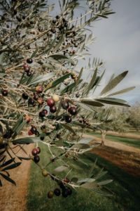 Olives in June