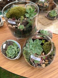 Terrariums and Succulents in Shells