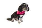 BagEm Collection Pet and Dog Accessories