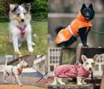 Dogs Outside dog clothing 2022