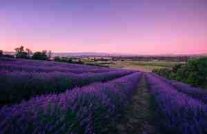 Award Winning RANUI ESSENTIALS Lavender Farm MARTINBOROUGH